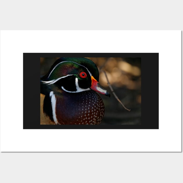 Wood Duck - Male Close Up Wall Art by SHWILDLIFE